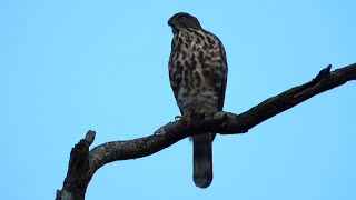 1130903 The Chinese sparrowhawk subadult found at DonHu [upl. by Young]