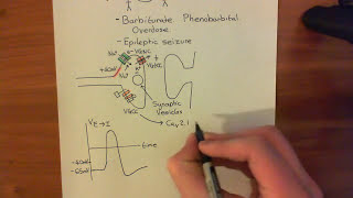 Long Term Potentiation and NMDA Receptors Part 2 [upl. by Namialus125]