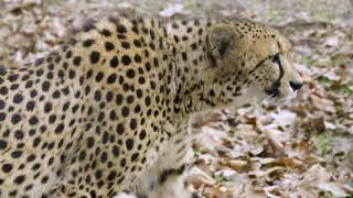 Smithsonians National Zoos Cheetah Conservation Station [upl. by Enyamart]