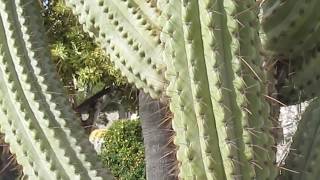 Succulents Echinopsis Trichocereus Terscheckii [upl. by Sarilda]