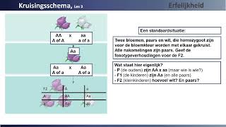 Erfelijkheid Les 3 Kruisingsschema [upl. by Alemak]