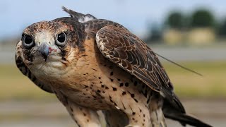 What is the name of the equipment used to protect a falconer’s hand [upl. by Otrebmal]