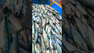 800 kg king fish catching fishing kingfish [upl. by Glendon654]