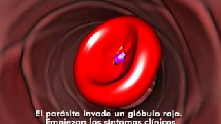 Ciclo de los Plasmodium Malaria [upl. by Egide]