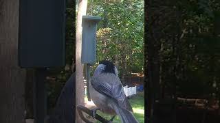 Carolina Chickadee Sings at the Feeder  Peaceful Birdsong [upl. by Cohlier]