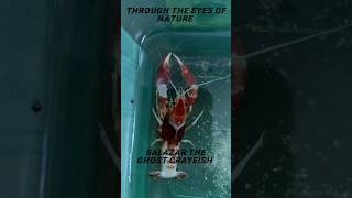 Ghost Crayfish Molting trending subscribe viral viralvideo share crayfish shorts short [upl. by Cuthbertson]