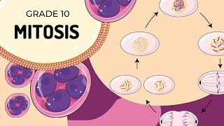 Mitosis [upl. by Sigismundo378]