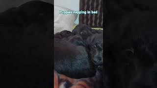 Puppies napping in bed 🐕🐶 dog puppy pets shorts nap sleep [upl. by Enihpesoj]