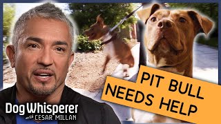 Rescue Pit Bull Is Impossible To Control  S9 Ep 6  Dog Whisperer With Cesar Millan [upl. by Teodorico]