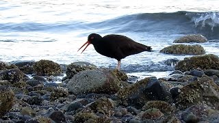 Black Oystercatcher Calling amp Feeding [upl. by Schreibe]