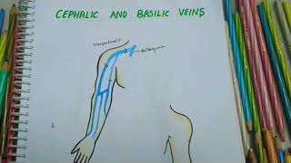 CEPHALIC  BASILIC  MEDIAN CUBITAL VEIN  Origin  Drainage  Uses  All you need to know [upl. by Latreese]