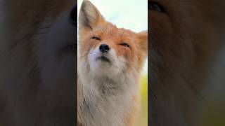 Beautiful red fox enjoying the cool breeze nature shorts animals [upl. by Murray]