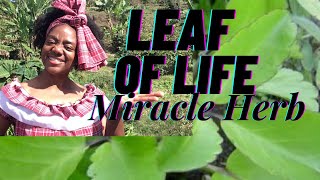 LEAF of LIFE BENEFITS AND USES  Tree Of Life MIRACLE HERB Bryophyllum Pinnatum I MADE THE JUICE [upl. by Mariska738]