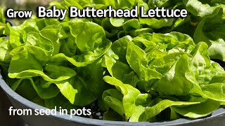 How to Grow Baby Butterhead Lettuce from Seed 🥬 Easy Planting Guide [upl. by Dougald47]