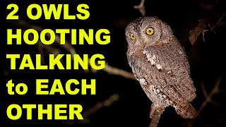 OWL Sounds Owl Noise  Hooting 2 Owls Talking to Each Other Recording of Real Owls [upl. by Diannne]