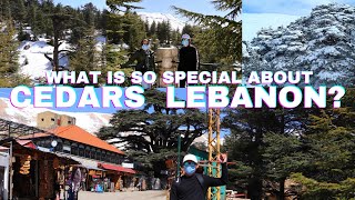 WHAT IS SO SPECIAL ABOUT CEDARS OF LEBANON [upl. by Nylauqcaj]