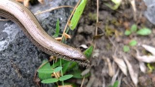 Anguis fragilis  Blindschleiche  Slow Worm [upl. by Matheson]