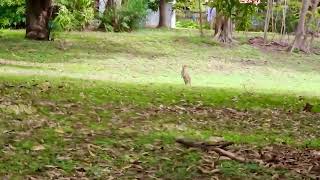 Wallaby running in a park in Townsville [upl. by Rihsab]