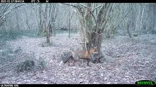 Animali del bosco le migliori riprese del 2021 Fototrappola Camera trap Reconyx UltraFire XR6 [upl. by Eniledgam864]