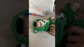 Too cute not my fault cat cats catsofinstagram catsoftiktok funnycats catsofyoutube catlover [upl. by Latty897]