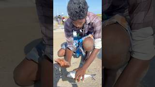 Wow 🤩 Absolutely Crazy Crazy 😜 Fishing 🎣  Fish caught in pamban bus bridge shorts [upl. by Swayne255]