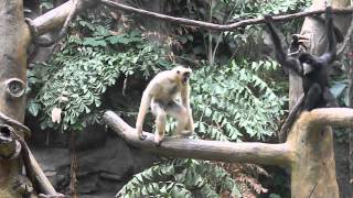 White Cheeked Gibbon Sound at Minnesota Zoo [upl. by Rehposirhc]