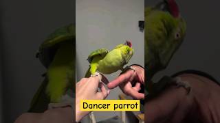 Amazing Parrot dancer performance Part3  my cute parrot dancing on hands  dancevideotrending [upl. by Curhan838]