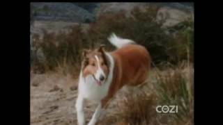 Lassie  Episode 554  quotLassies Busy Dayquot  Season 17 Ep 15  01171971 [upl. by Sexela587]