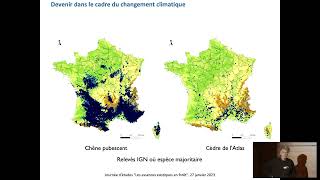 Histoire et bilan de lintroduction du cèdre de lAtlas en forêts françaises par François Courbet [upl. by Snehpets692]