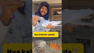 Catch a new pigeon😍 petlover minivlog budgiegar pigeon kabutar petvlogger [upl. by Aidole]