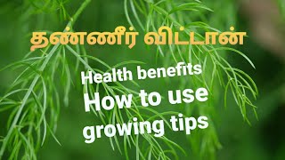 THANNIRVITTANSHATAVARIhealth benefitsgrowing tips [upl. by Tabib]