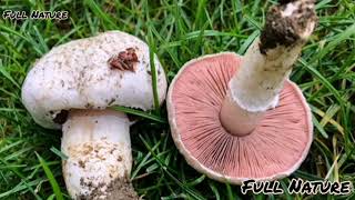 30 CHAMPIGNONS COMESTIBLES les champignons comestibles [upl. by Jemina984]