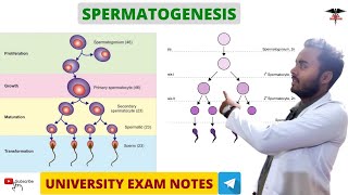 Spermatogenesis  Reproductive system [upl. by Budworth]