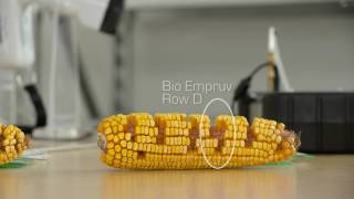 Dr Jill Clapperton  Bio Empruv Corn Analysis [upl. by Cott]