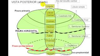 CEREBELO [upl. by Offen]