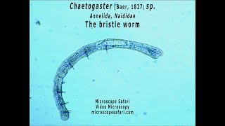 Chaetogaster sp [upl. by Renie]