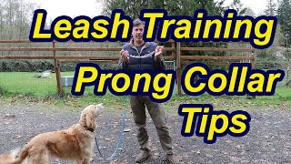 Tips for leash training your dog with prong collar [upl. by Brooke]