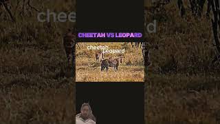 Cheetah vs leopard wildlife leopard animals [upl. by Coppola]