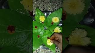 💥Pirithu parthal porulum illai 🤔pudhugai vlogs💐 shortsshort youtubeshorts tamilsong✨ [upl. by Mayman]