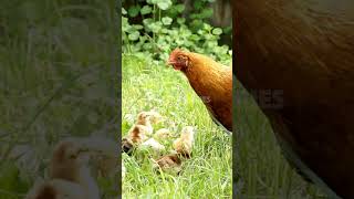 The Secret to Hatching Chicks FAST Using a Broody Hen Revealed short [upl. by Sergei194]