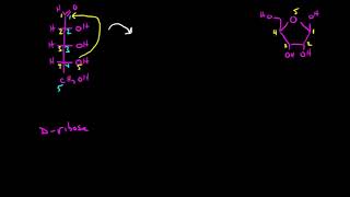 Cyclization of Sugars 1 [upl. by Arayt60]