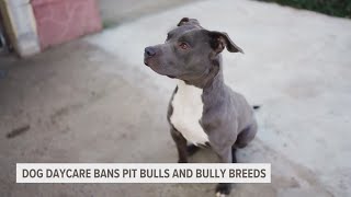 GR dog daycare bans pit bulls and bully breeds [upl. by Gunthar16]