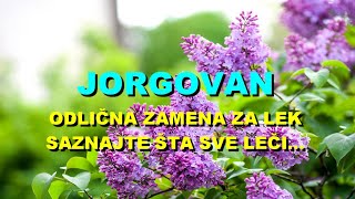 JORGOVAN  ODLIČNA ZAMENA Za LEK  SAZNAJTE Šta SVE LEČI [upl. by Lihka]