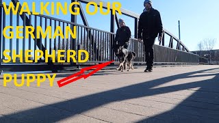 TAKING OUR GERMAN SHEPARD PUPPY FOR A WALKGSD [upl. by Aicilas]