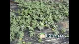 Watermelon Growing How to plant grow and harvest watermelon [upl. by Yadahs]