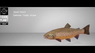 Fishing Planet  Saint Croix Lake  Trophy  Tiger Trout  Feeder [upl. by Siletotsira596]