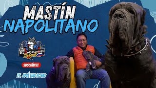 Mastín Napolitano El Poderoso Gladiador Italiano Los Recomendadogs I Ep 32 [upl. by Lucine781]