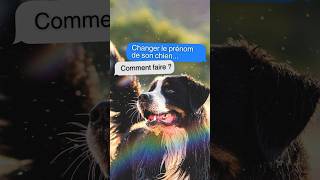 CHANGER le PRÉNOM de mon chien c’est possible [upl. by Franny]