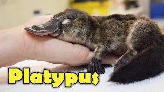 What Is A Platypus 10 Facts about the Platypus [upl. by Korns]