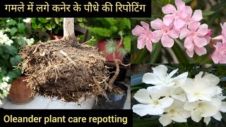 Hybrid Oleander plant care root pruning repotting in same pot कनेर के पौधे की देखभाल [upl. by Oiludbo]